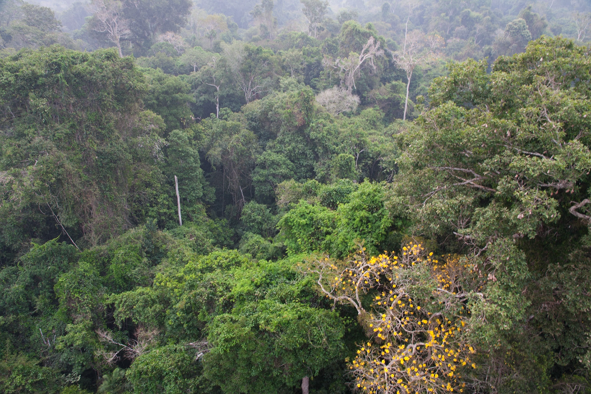 Looking down on the canopy