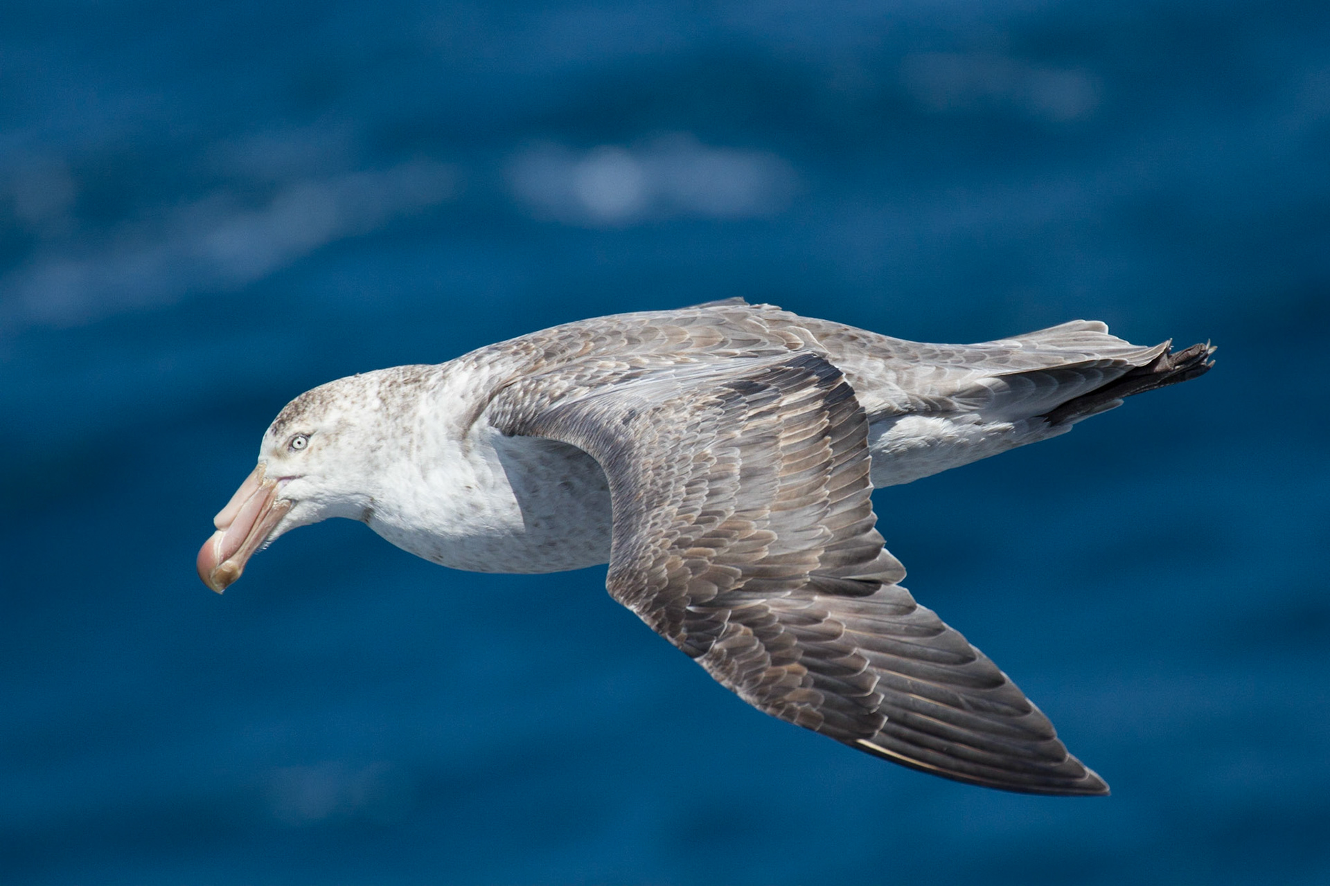 Giant petrel