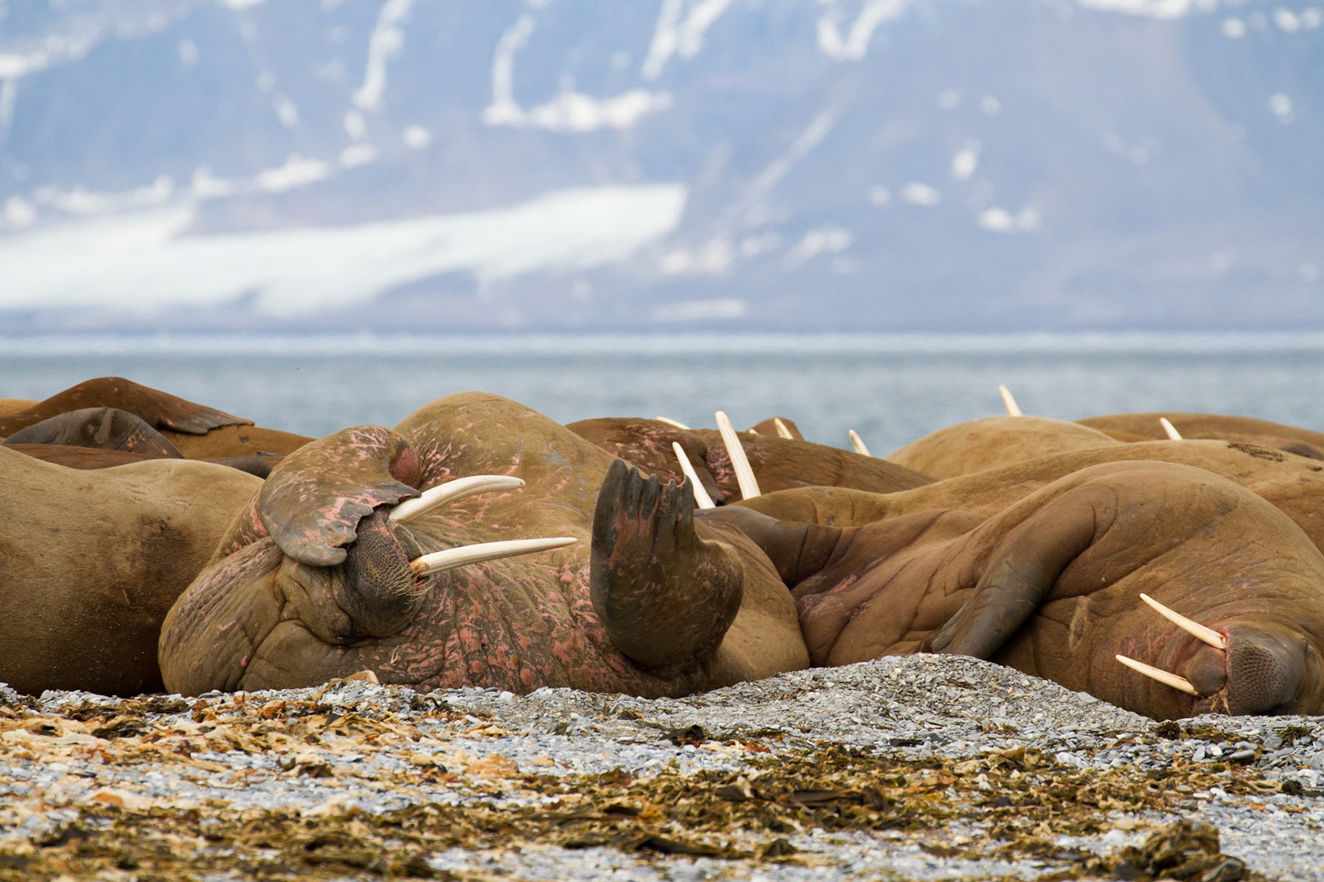 Walrus haul out at Poolepynten