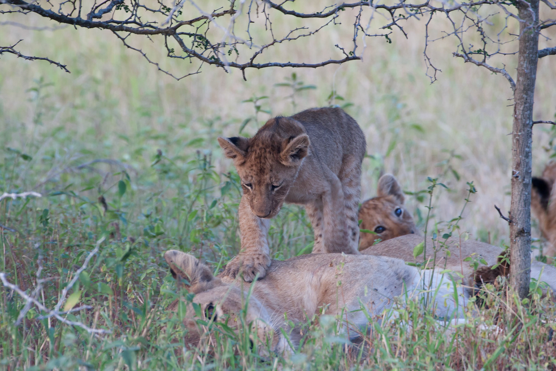 Climbing on mum