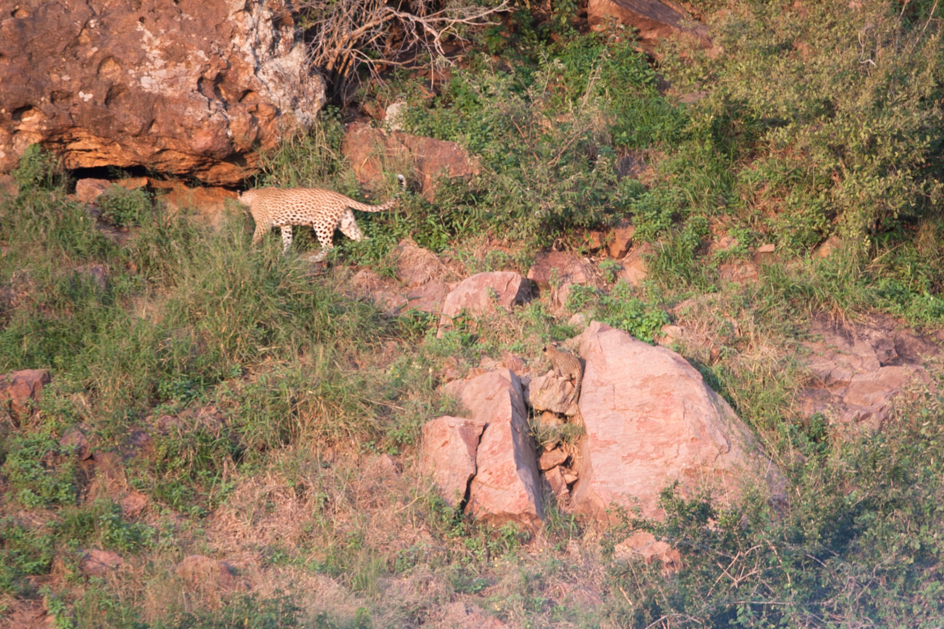 Female leopard and cub