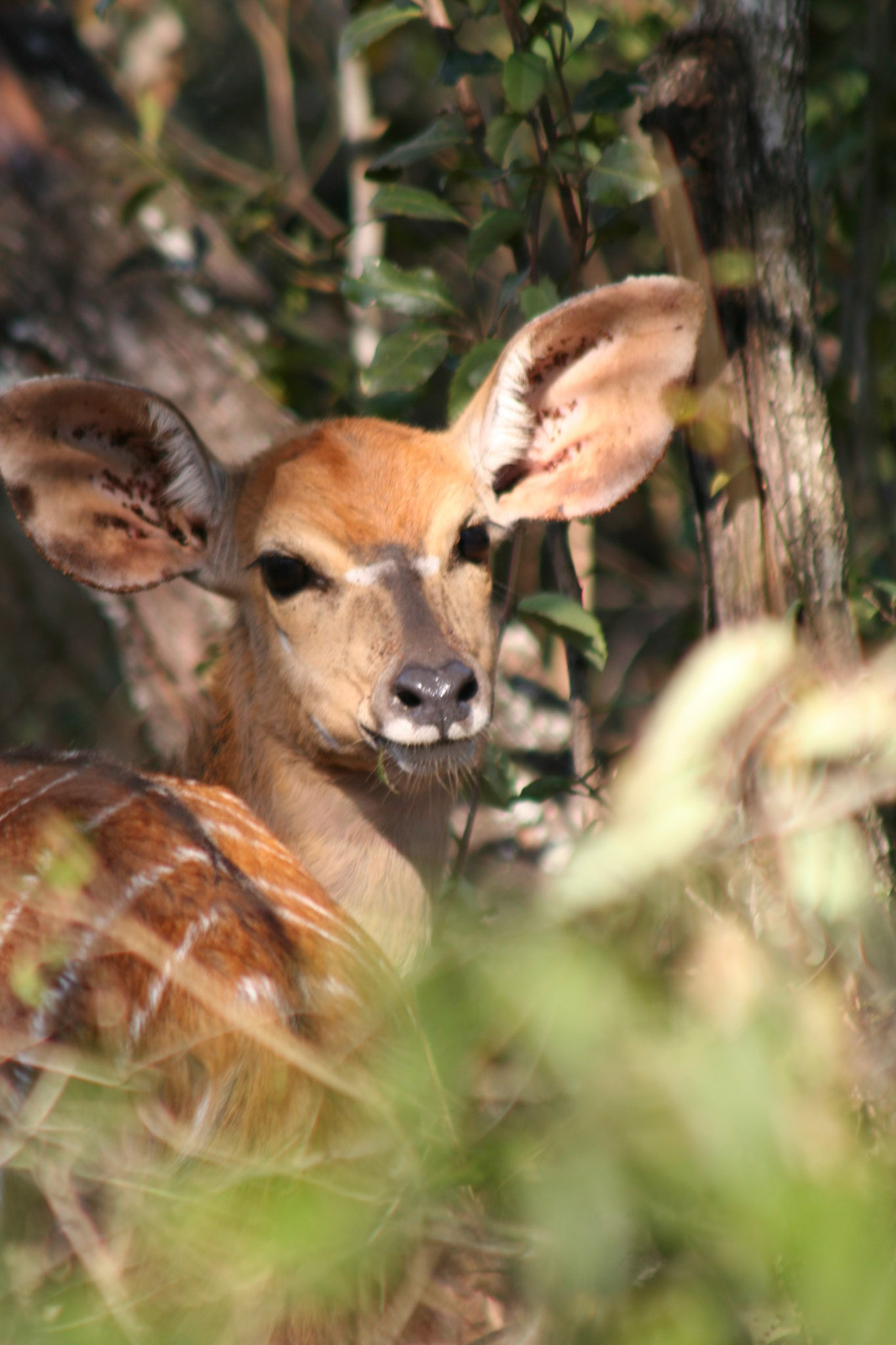 Nyala