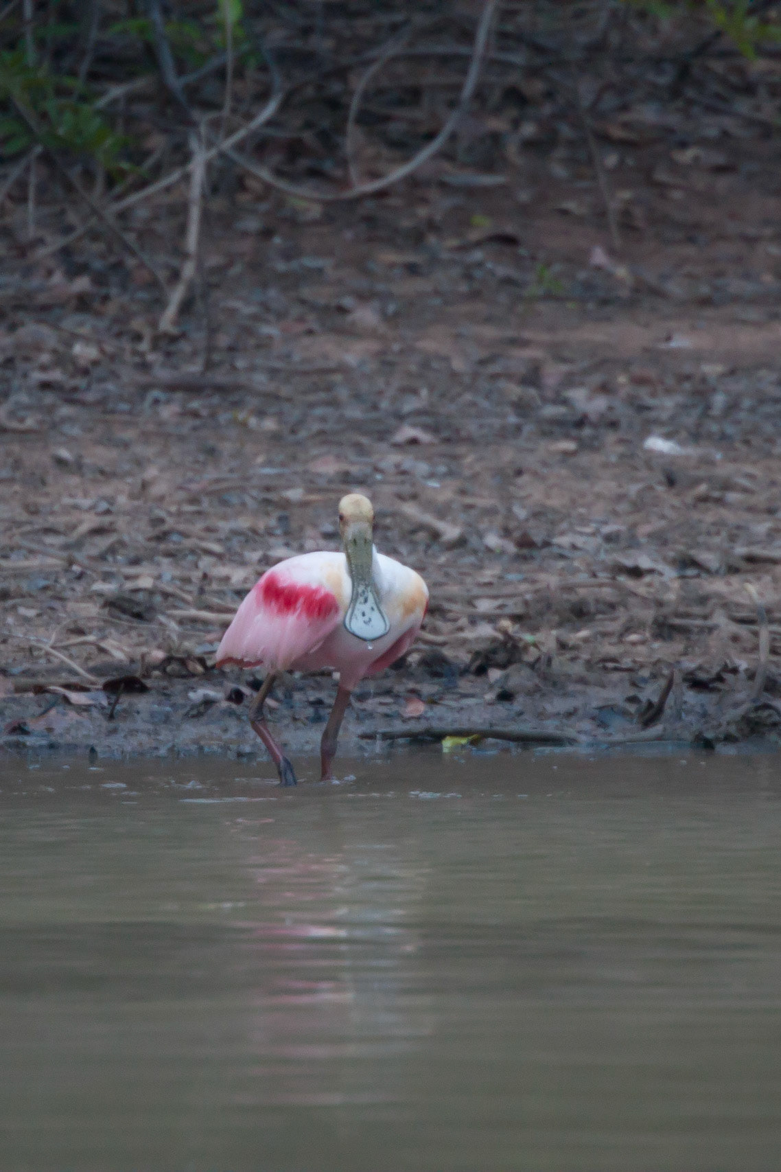 Roseate spoonbill