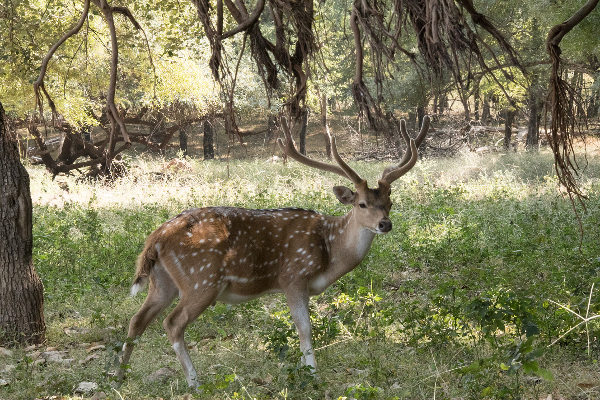 Spotted deer