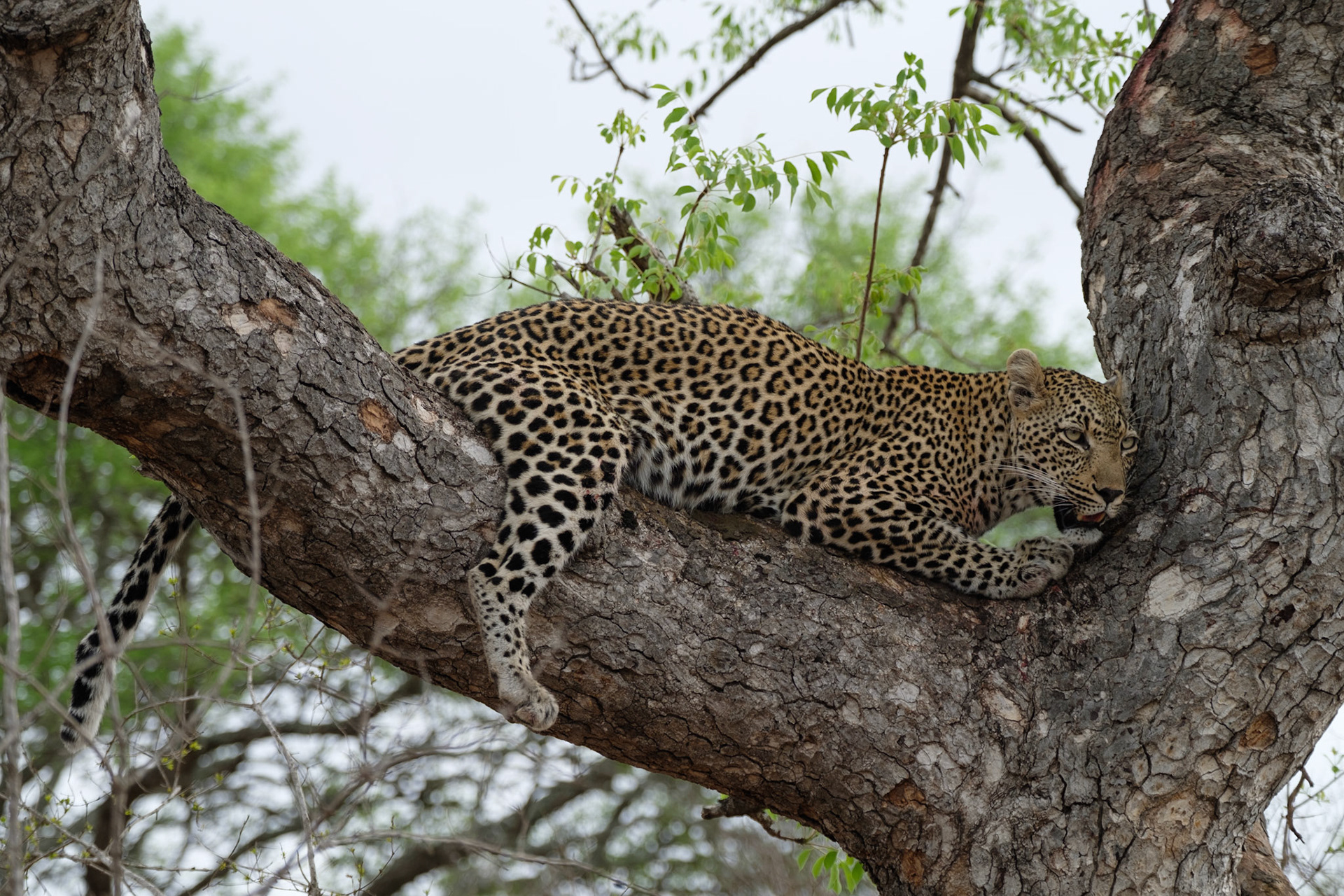Female leopard (Schotia)