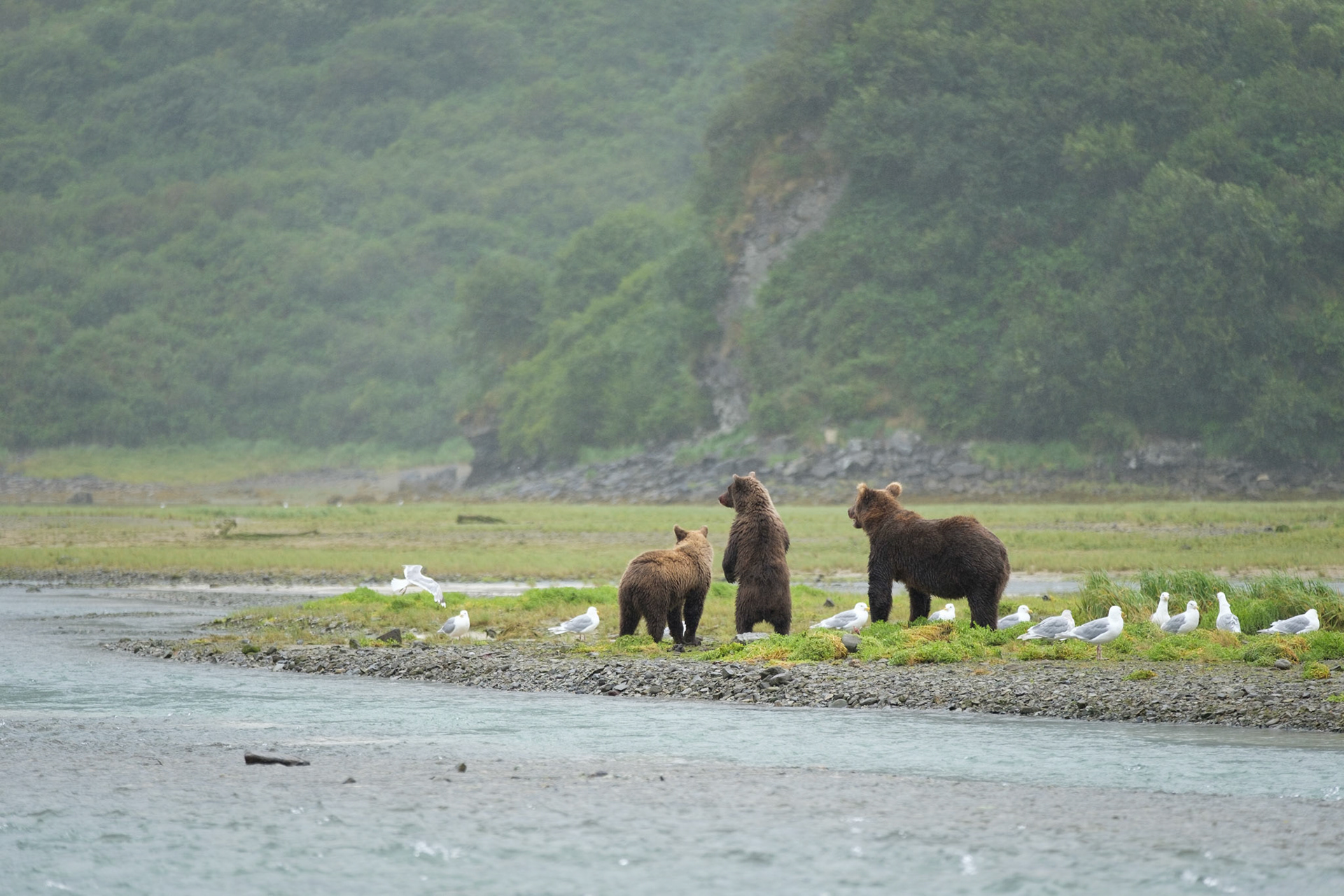 Mother brown bear with two yearling cubs, Katmai