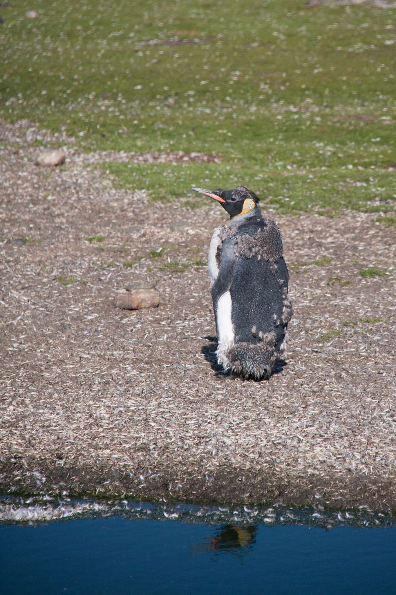 Moulting king penguin