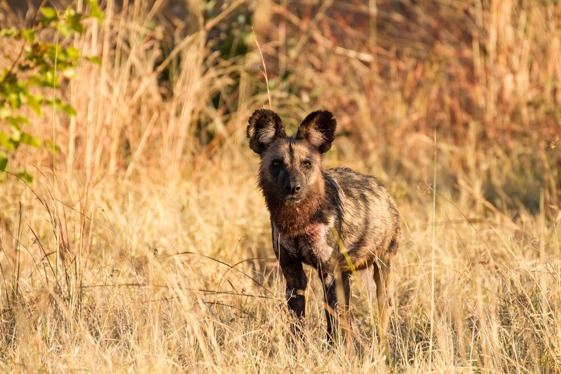 Wild dog after feeding on a kill