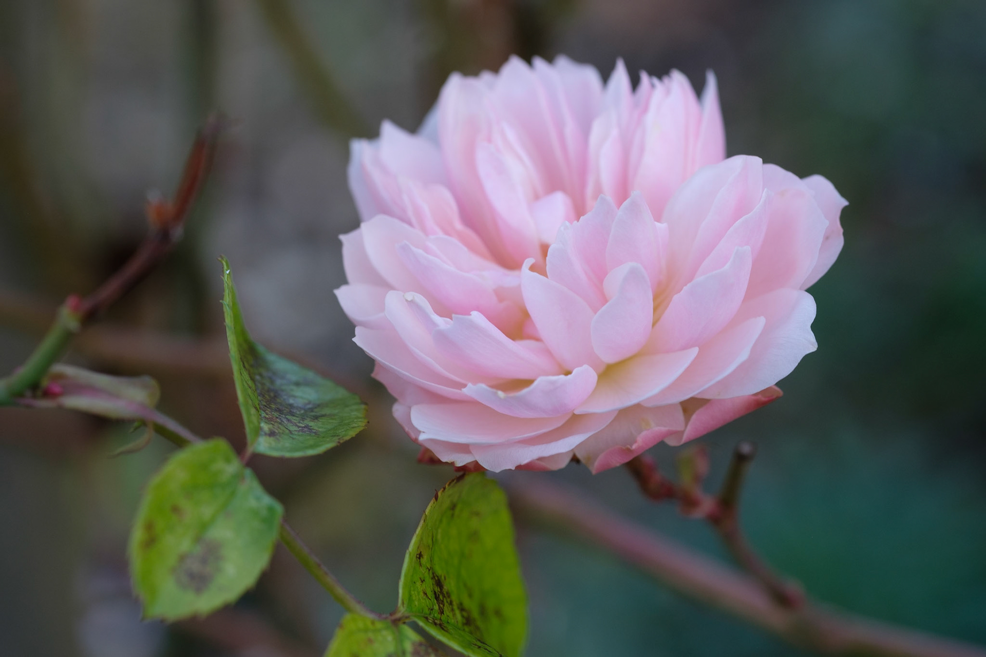 Winter rose! Arch between gardens