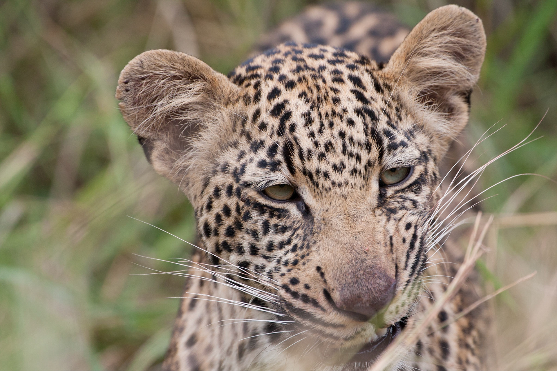 Male leopard cub