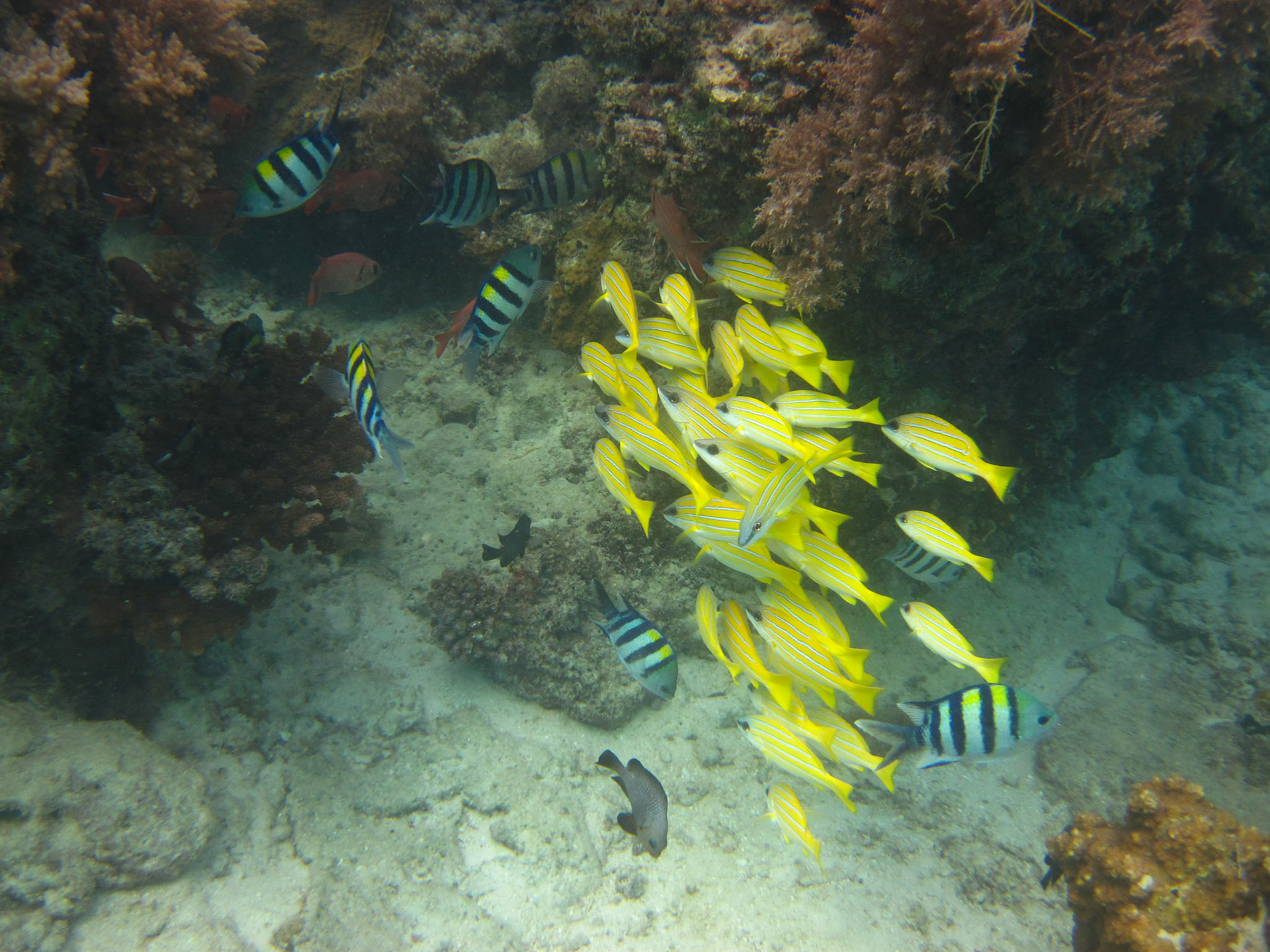 Five-lined snappers and sergeant major fish