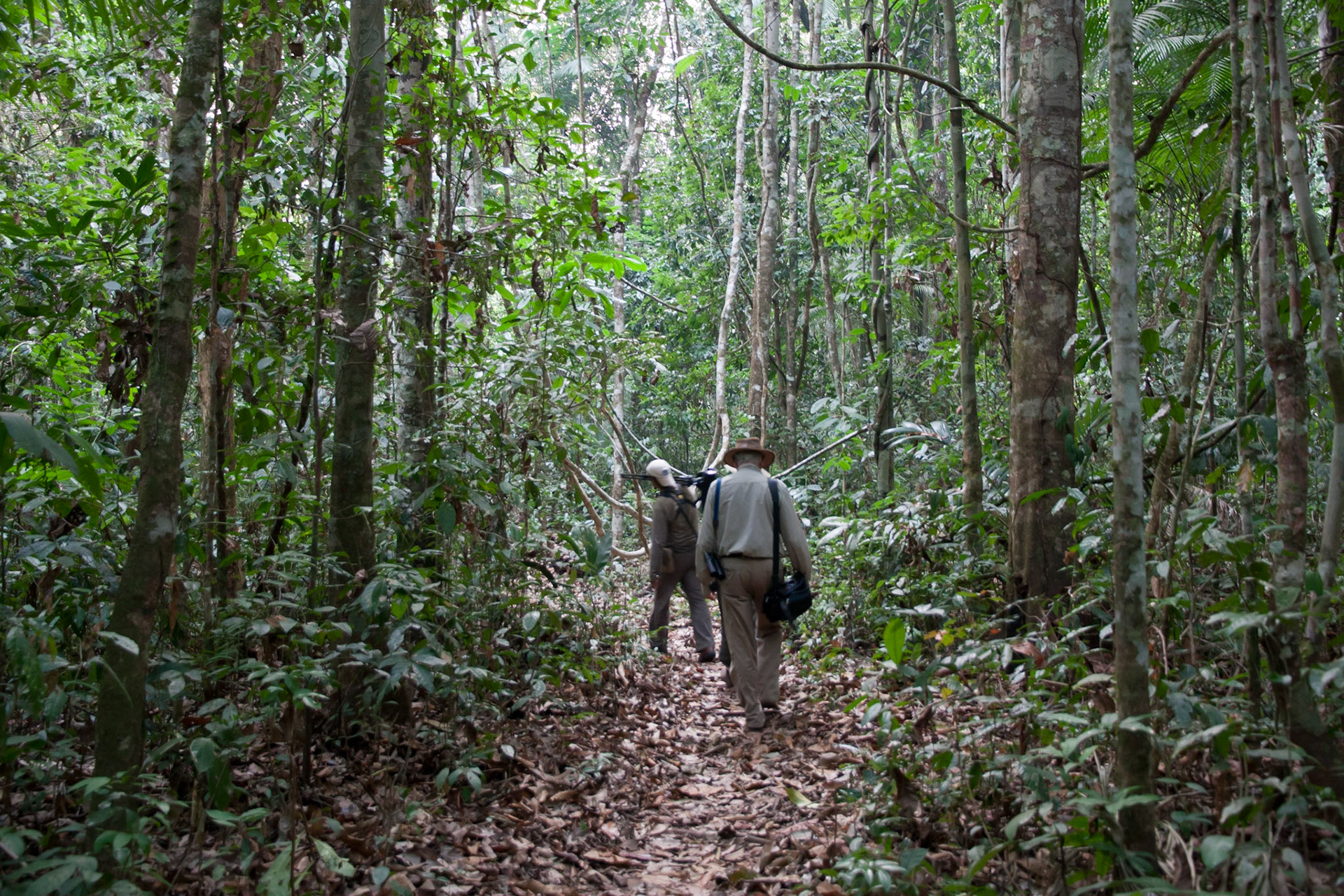 Walking through the jungle