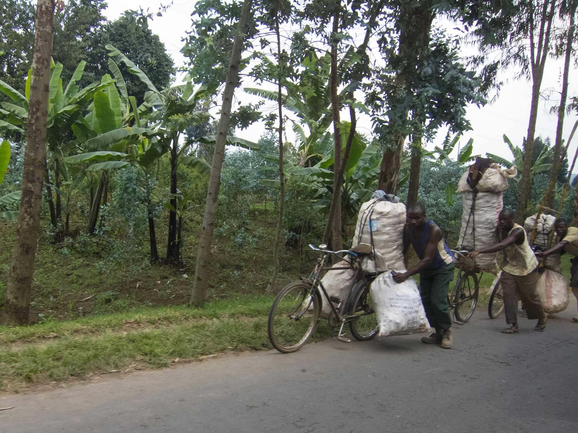 Taking potatoes to market!