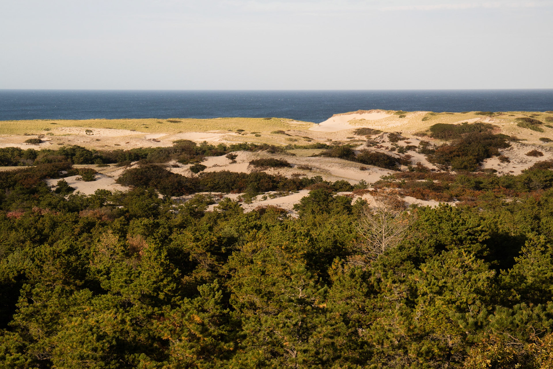 Dunes at Province Lands visitor centre
