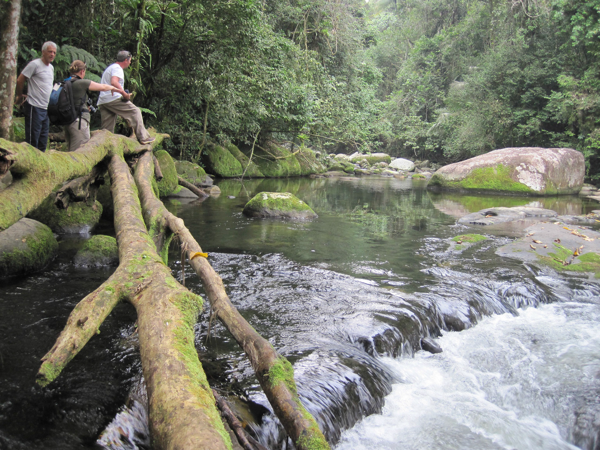 River in the Atlantic rainforest