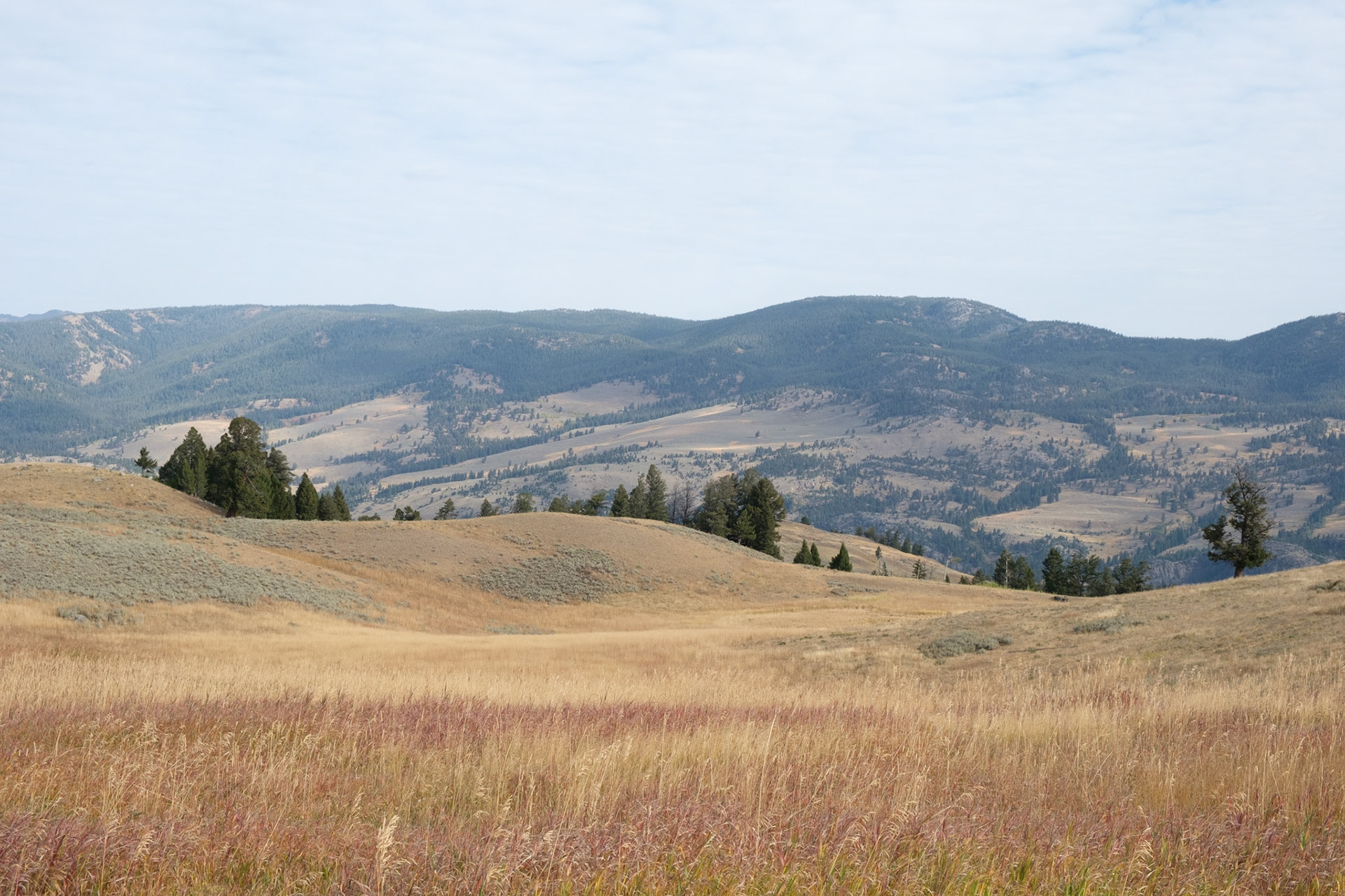 View from Blacktail Plateau drive