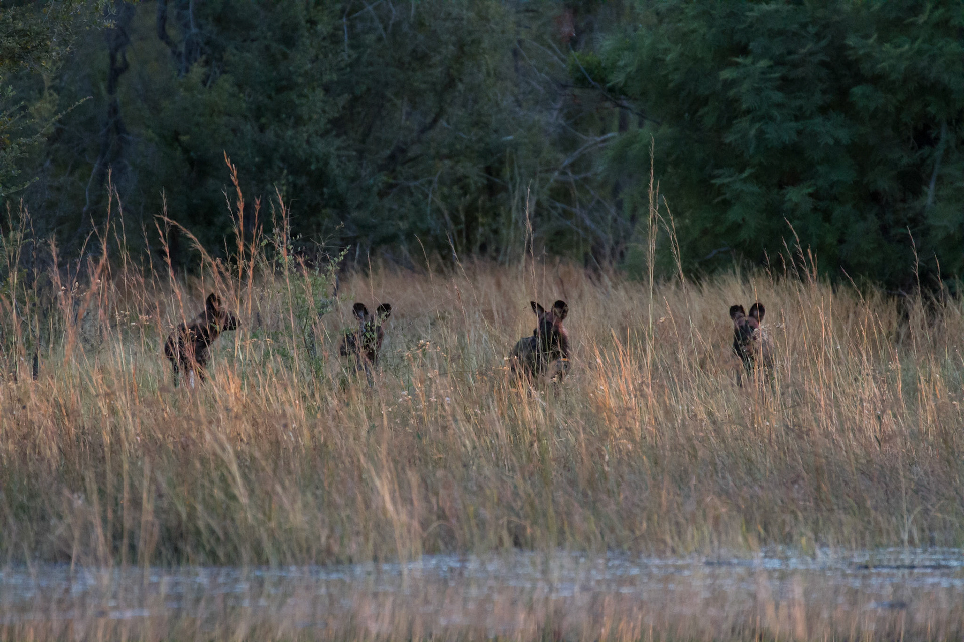 Wild dogs after a kill, Selinda Adventure Trail