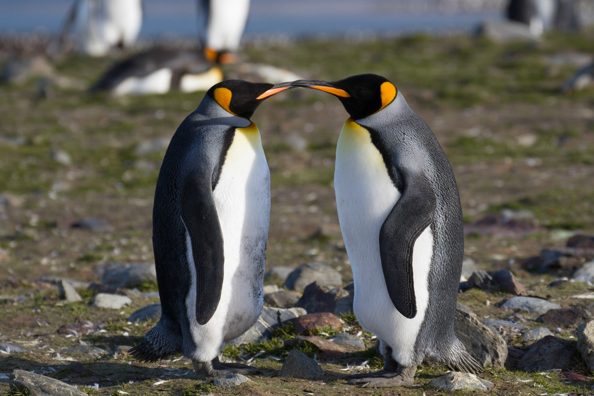 King penguins