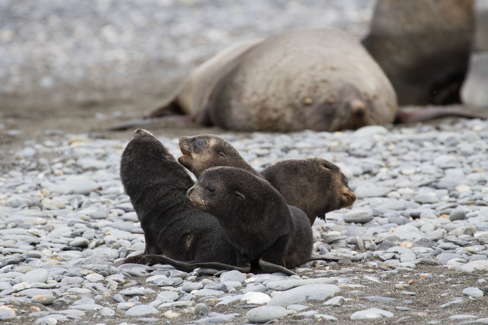 Baby fur seals