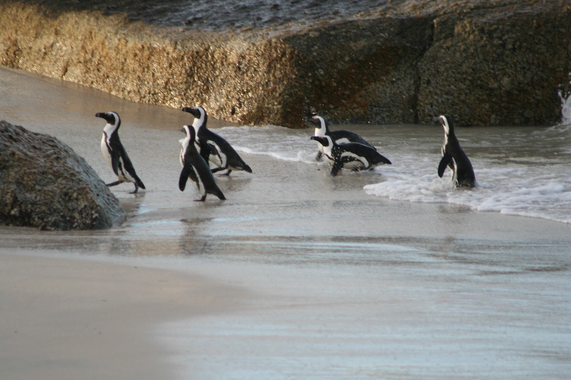 Penguins at Boulders Beach