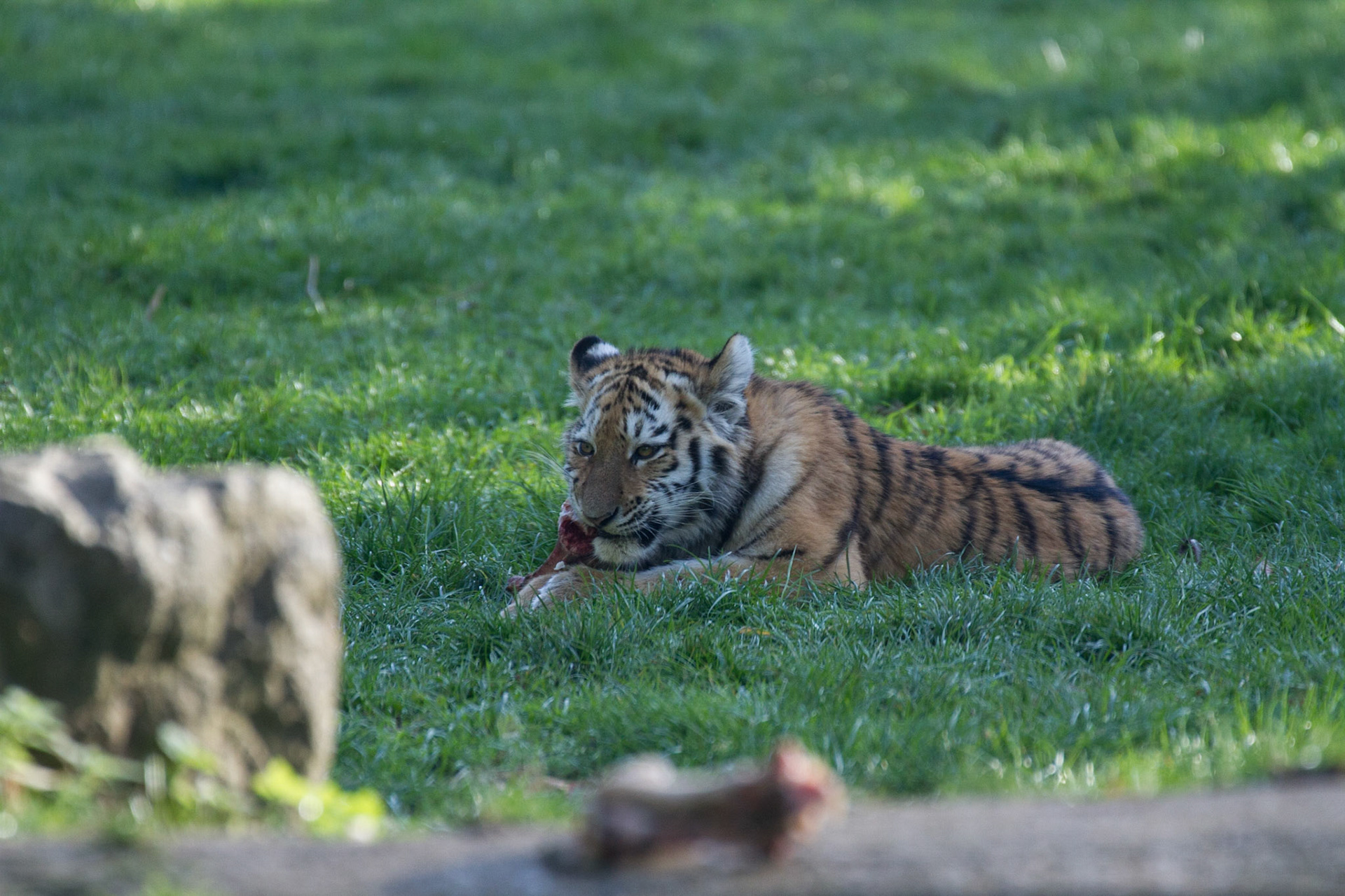 Tiger cub, 5.5 months old