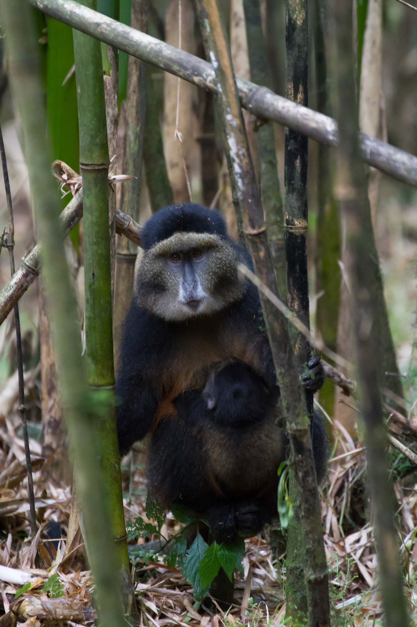 Golden monkey and baby