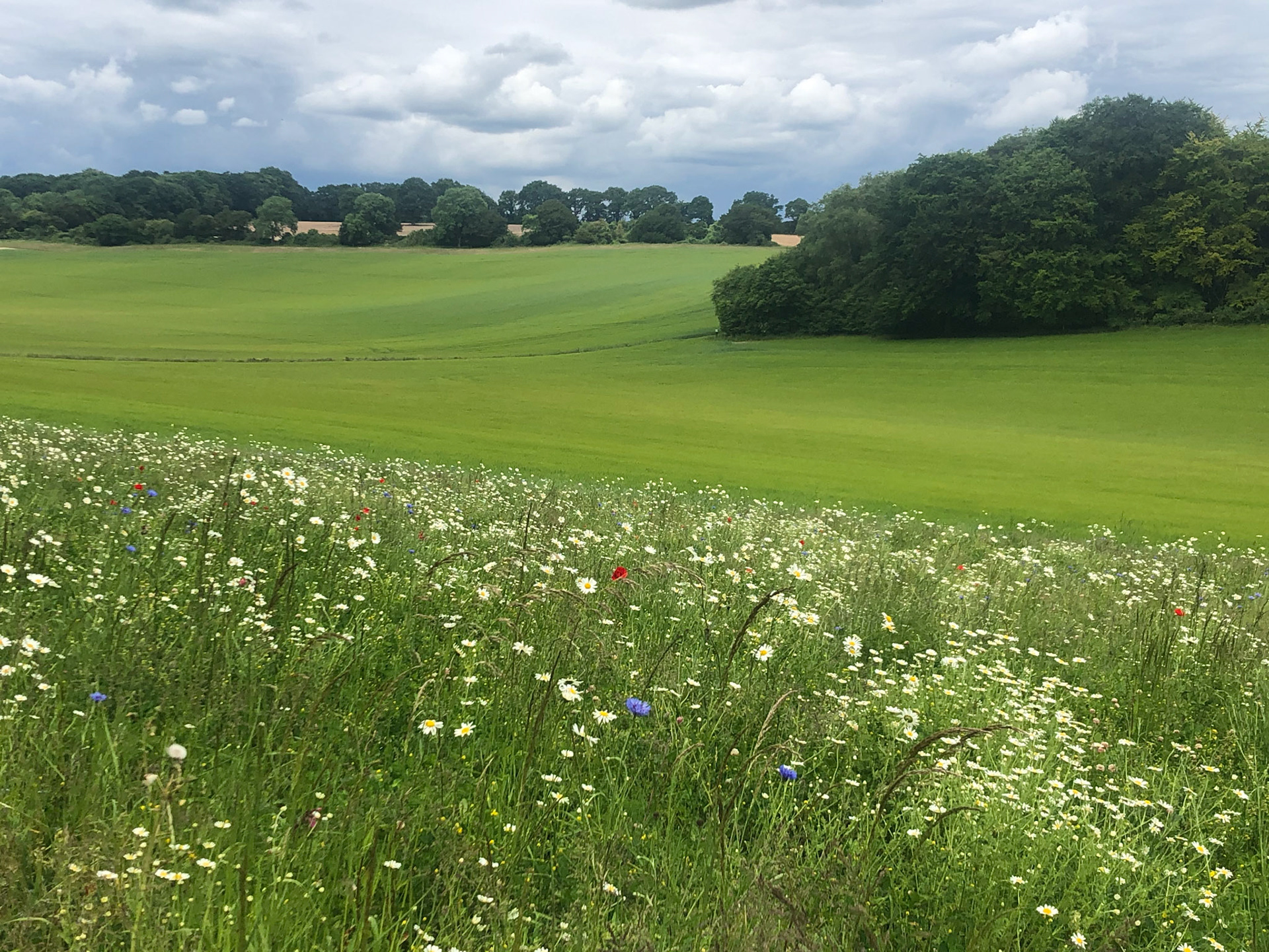 Wildflowers along the edge of a field of wheat
