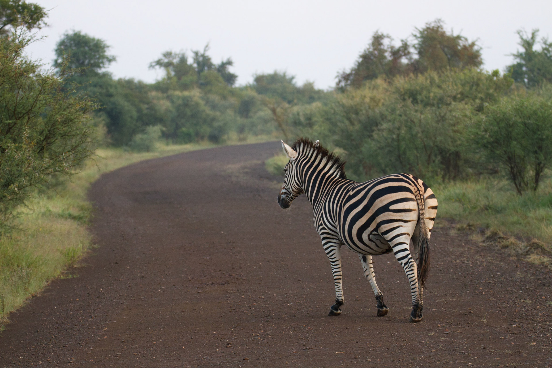 Zebra crossing!