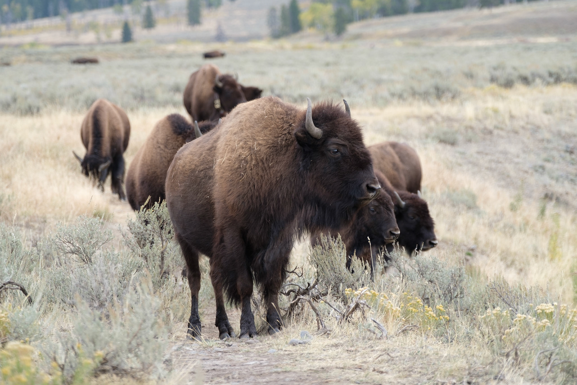 Bison walking along path towards us
