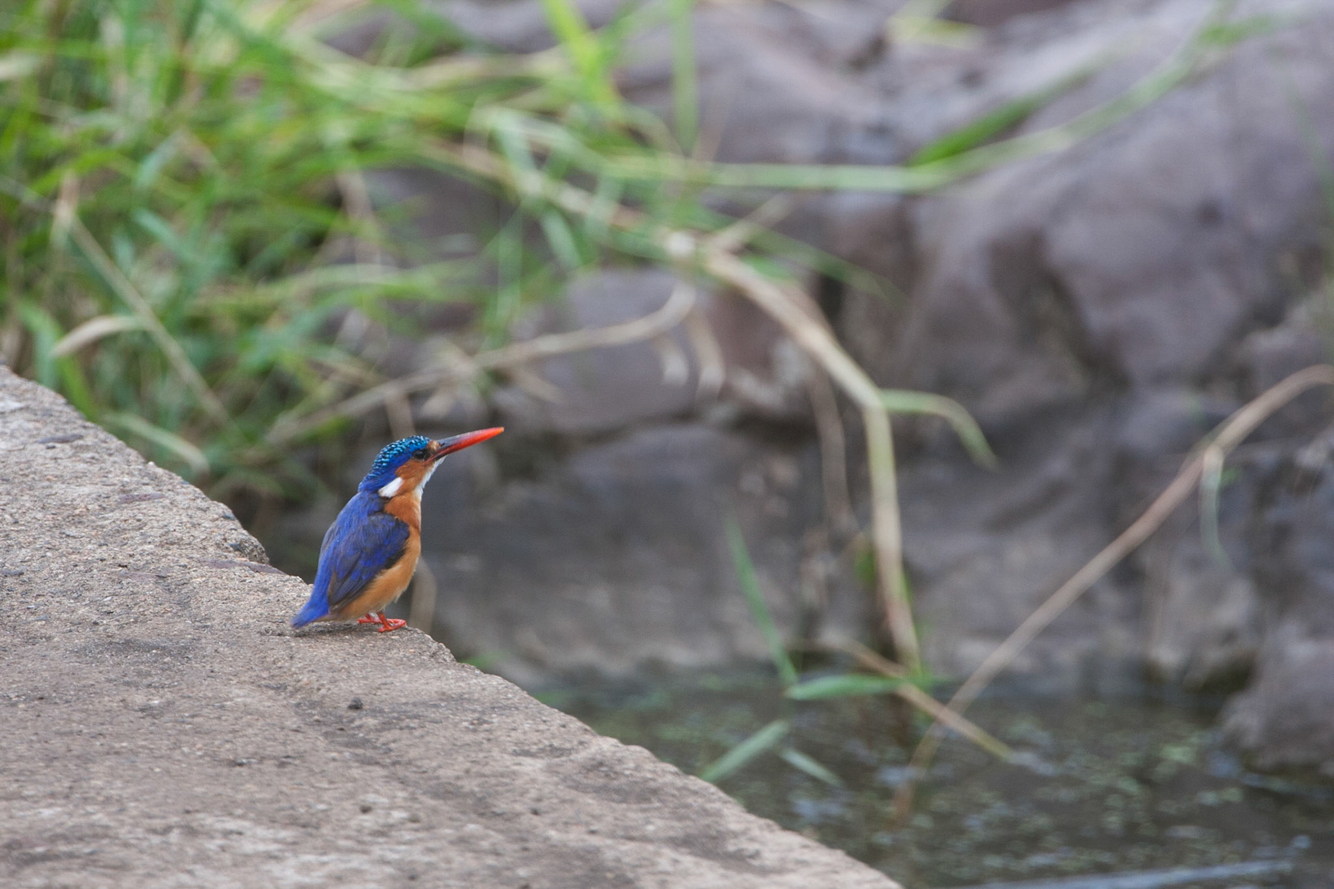 Malachite kingfisher