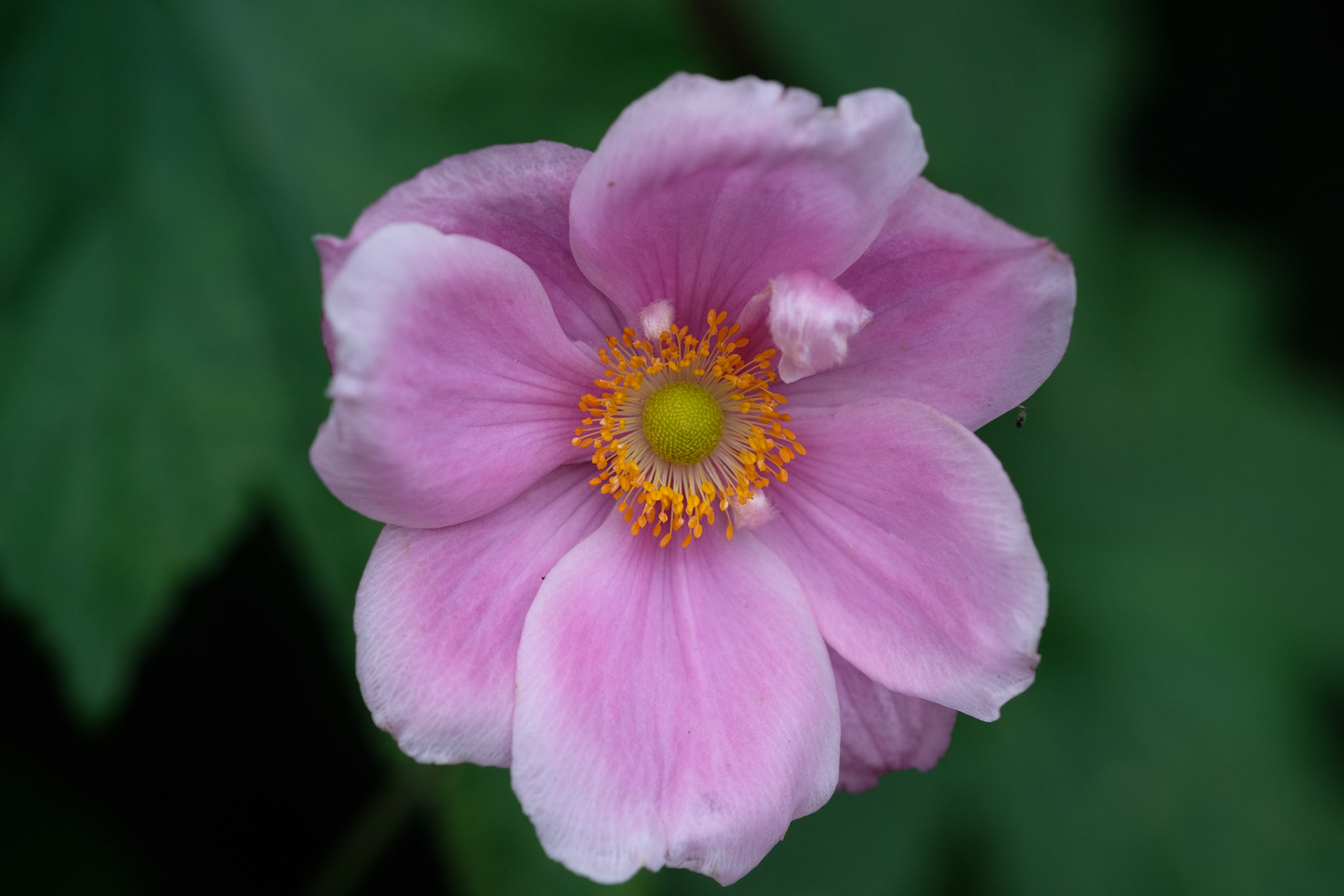 Japanese anemome (patio)