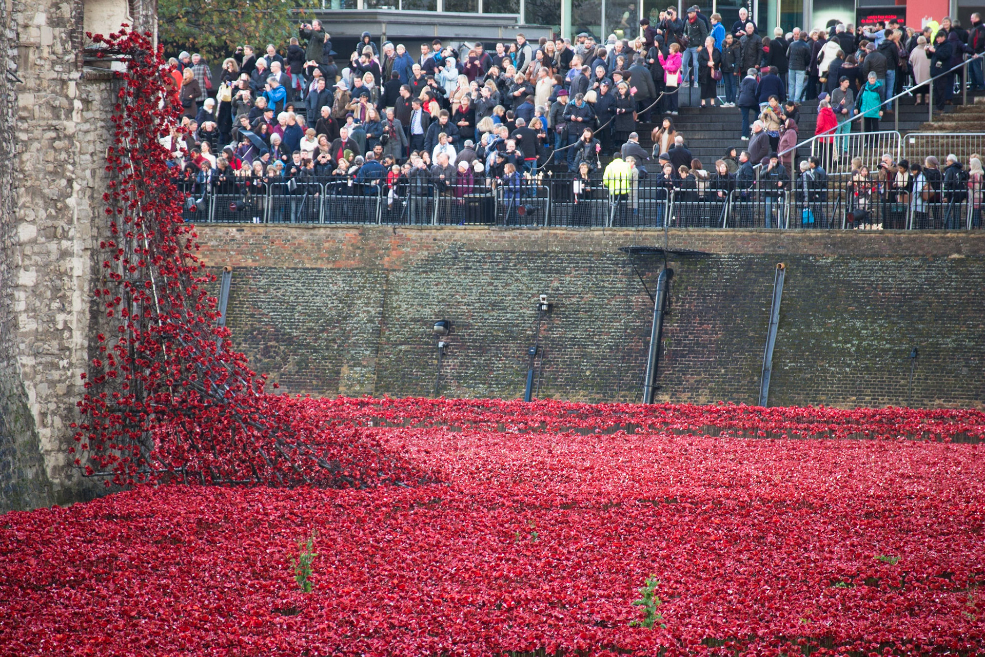 Poppies in moat at Tower of London