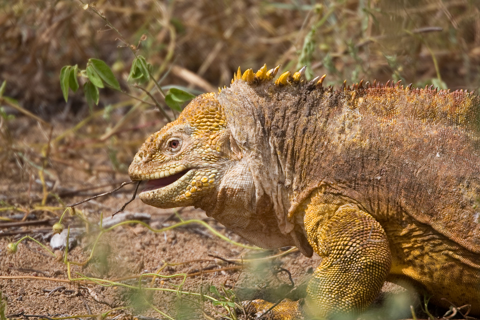 Land iguana