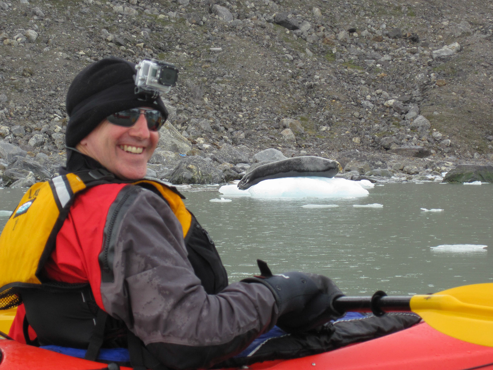 Bearded seal close up