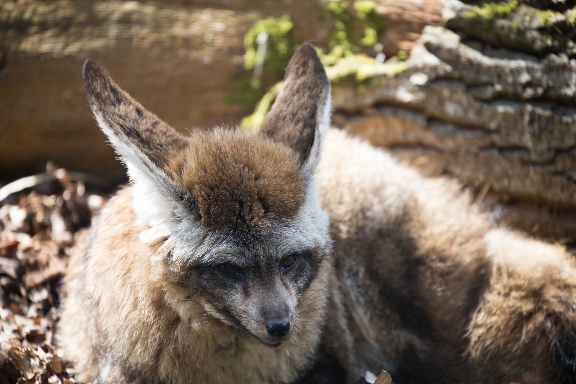Bat-eared fox