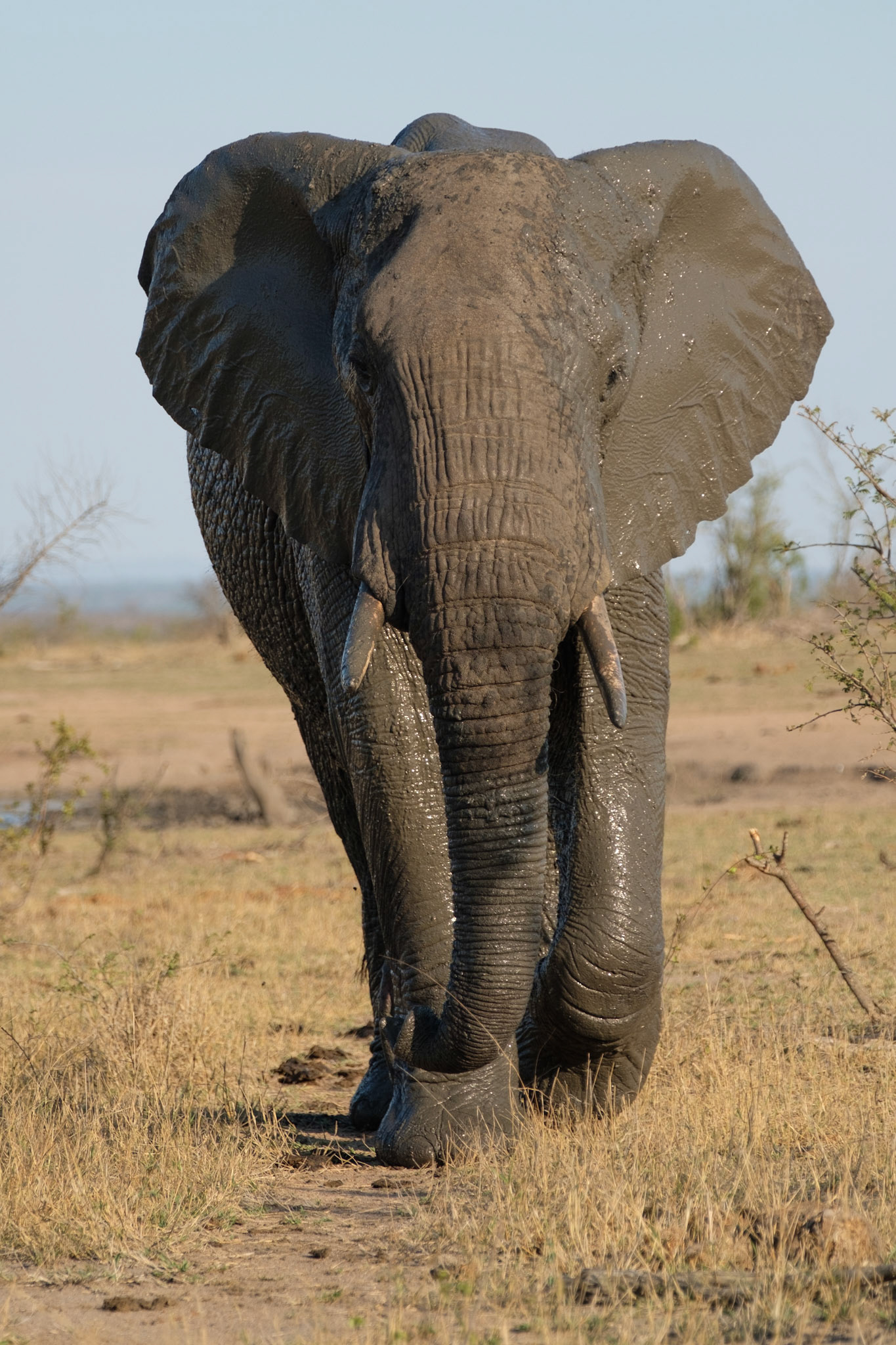 Bull elephant
