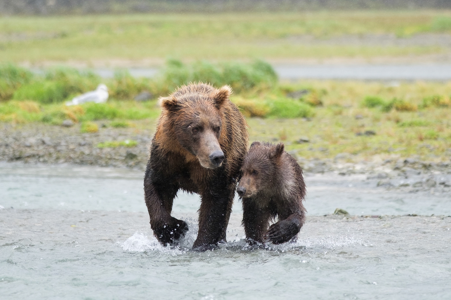Mother brown bear with Spring cub, Katmai