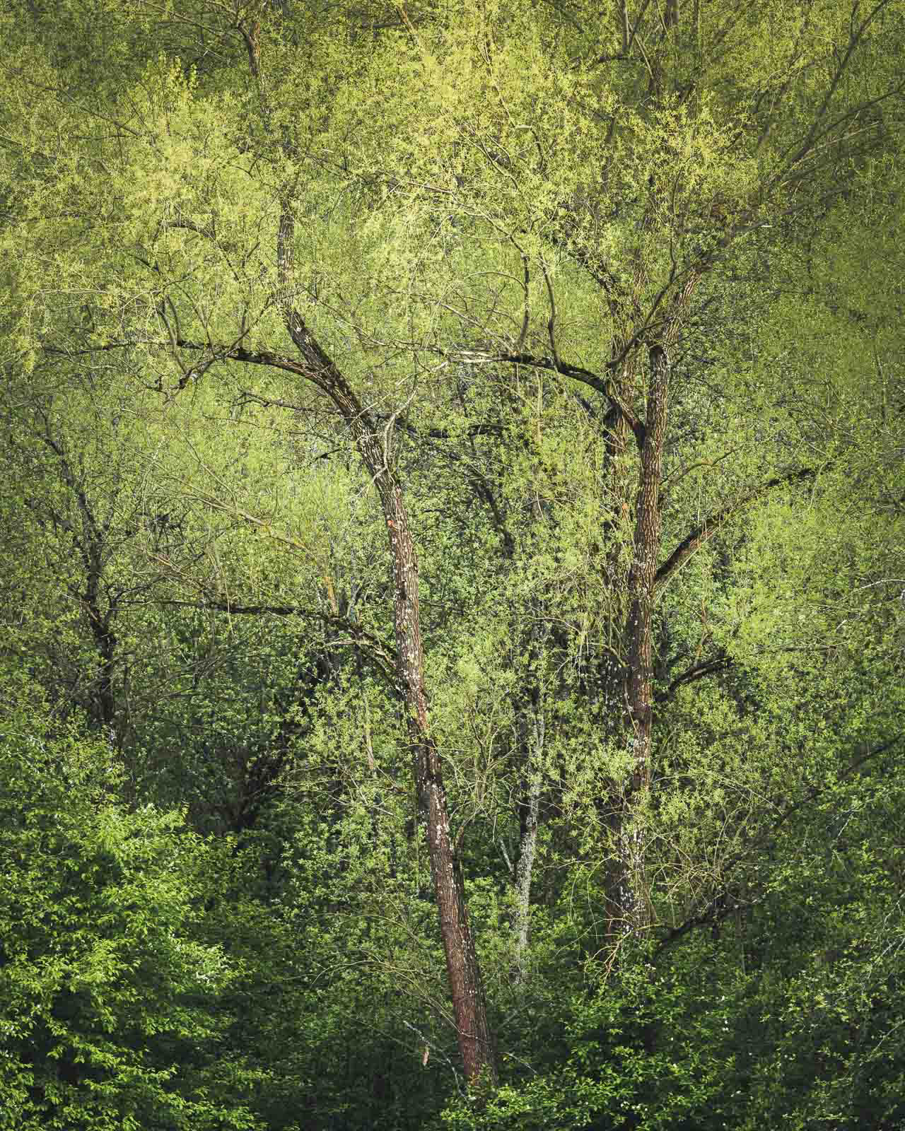 The freshness of spring leaves