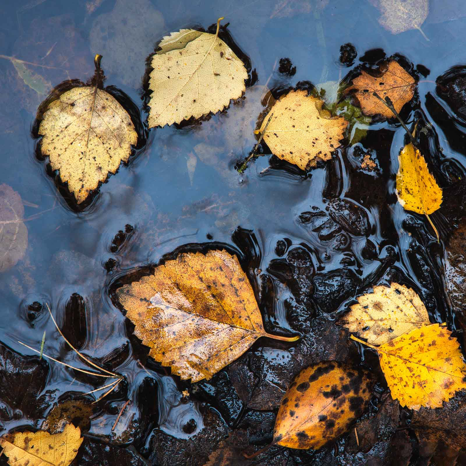 Typical autumn leaves