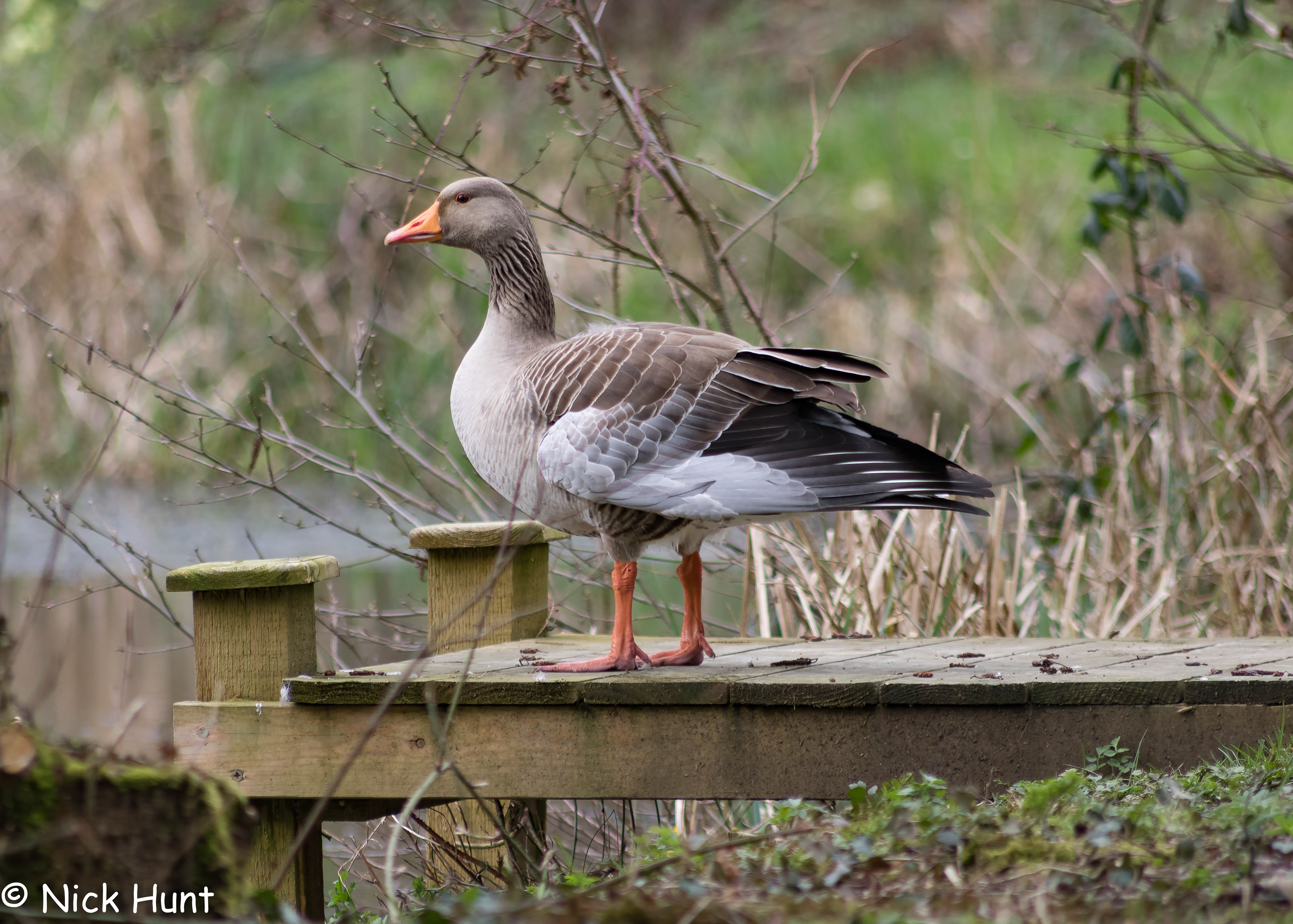 Greylag Goose