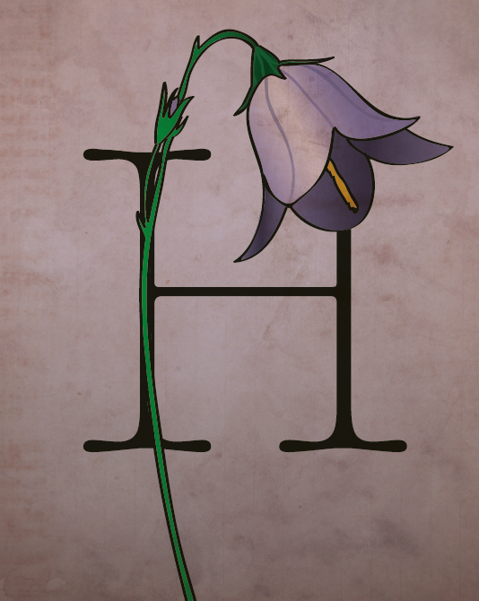 Harebell