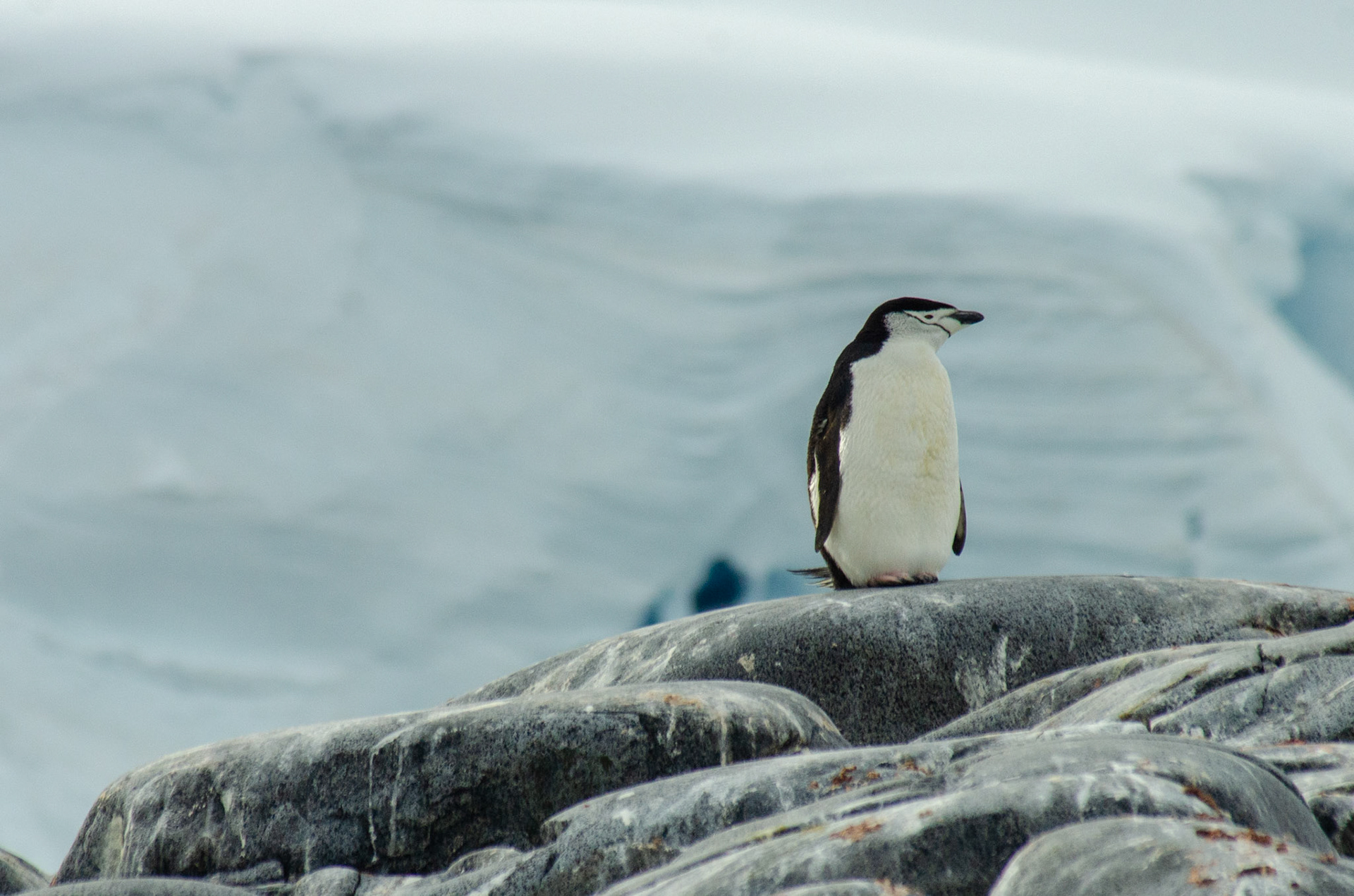 Chinstrap Penguin