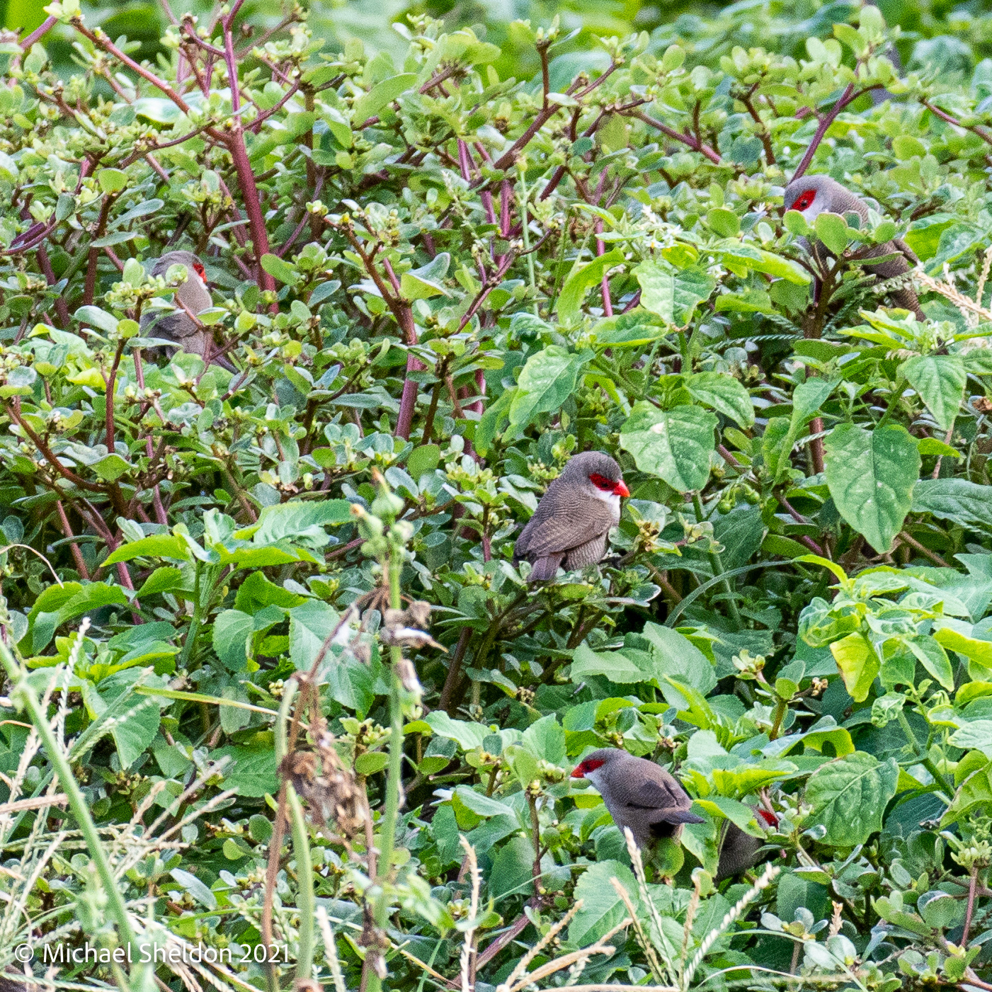 Waxbill flock