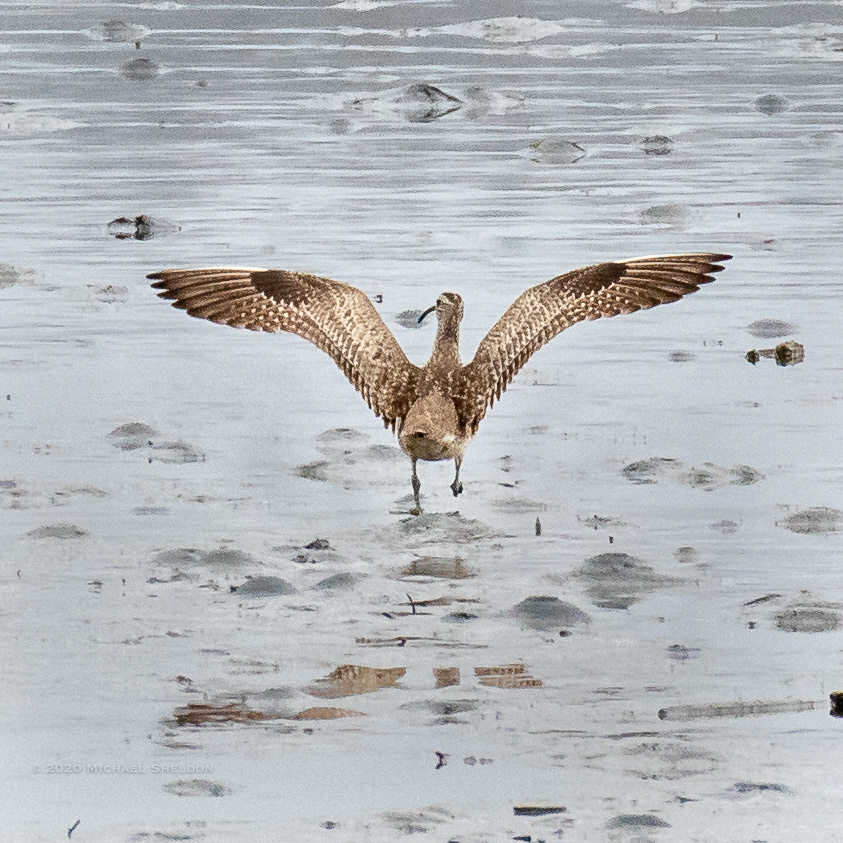 Whimbrel