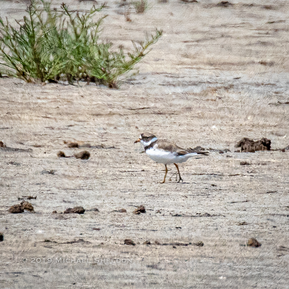 Semipalmated Plover