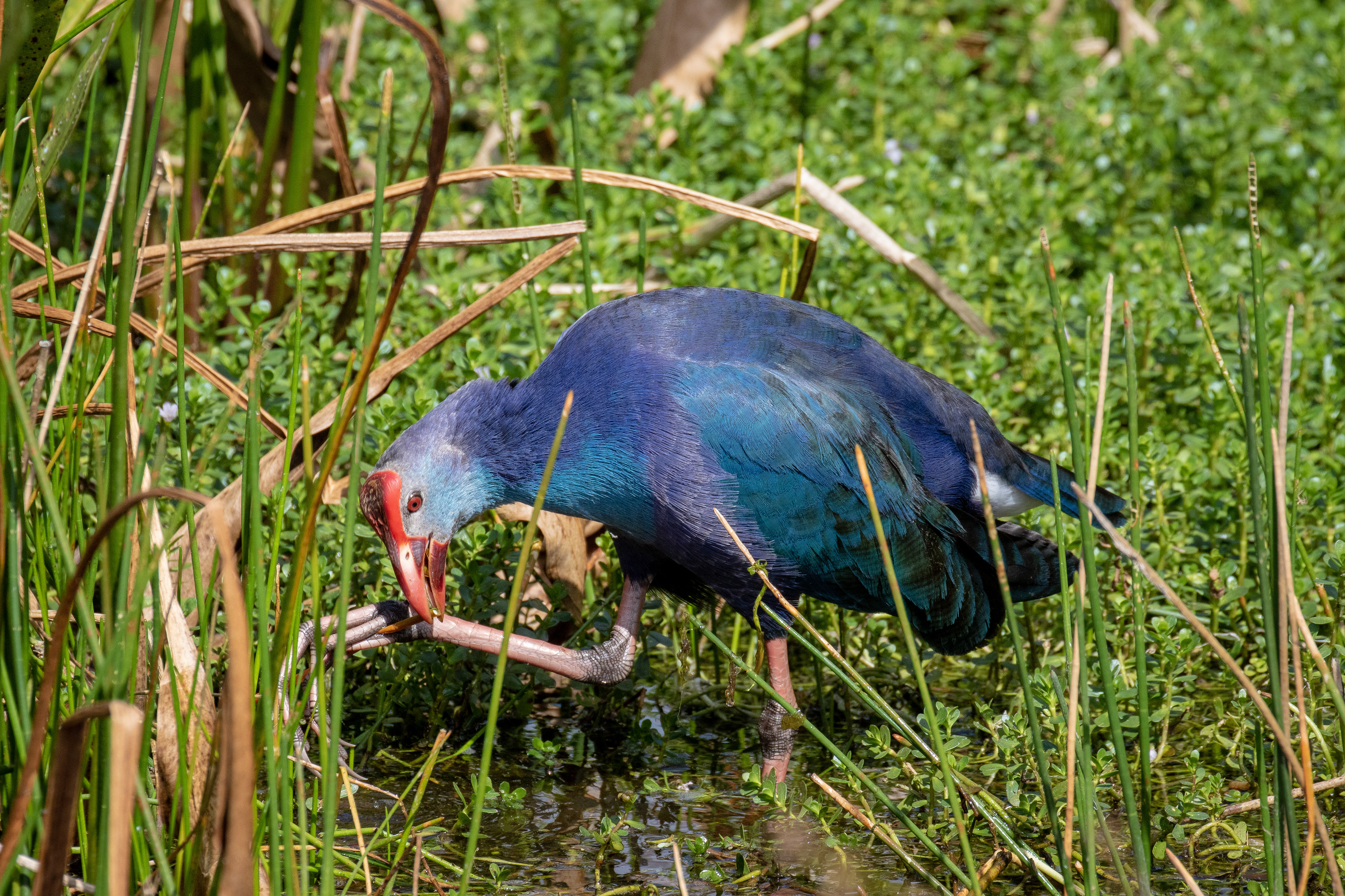 Gray-headed Swamphen
