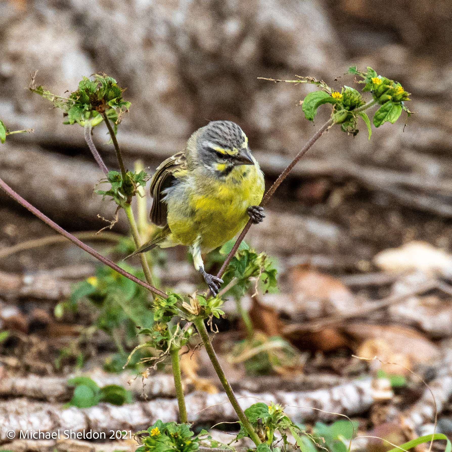 Yellow-fronted Canary