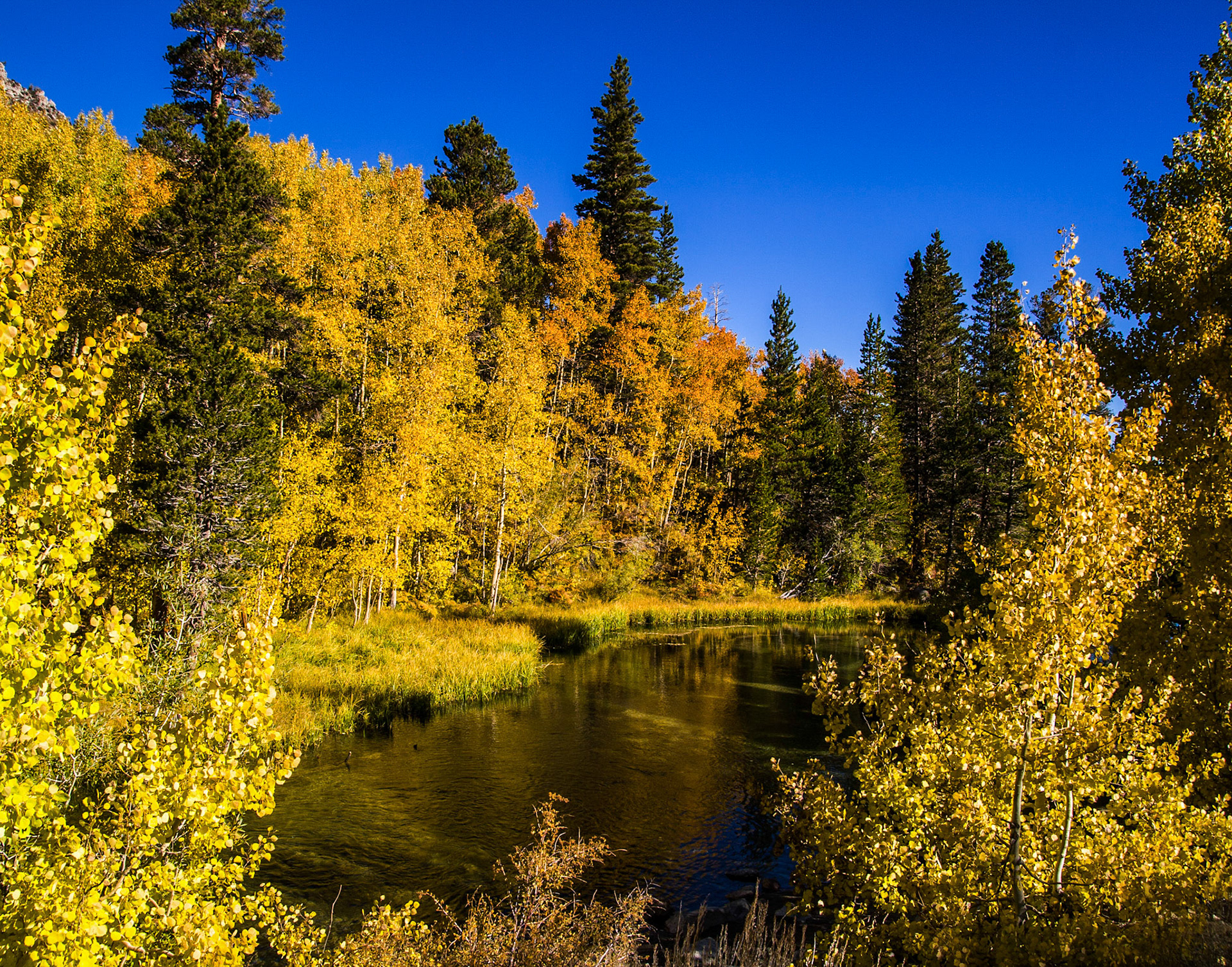 Sierra Autumn