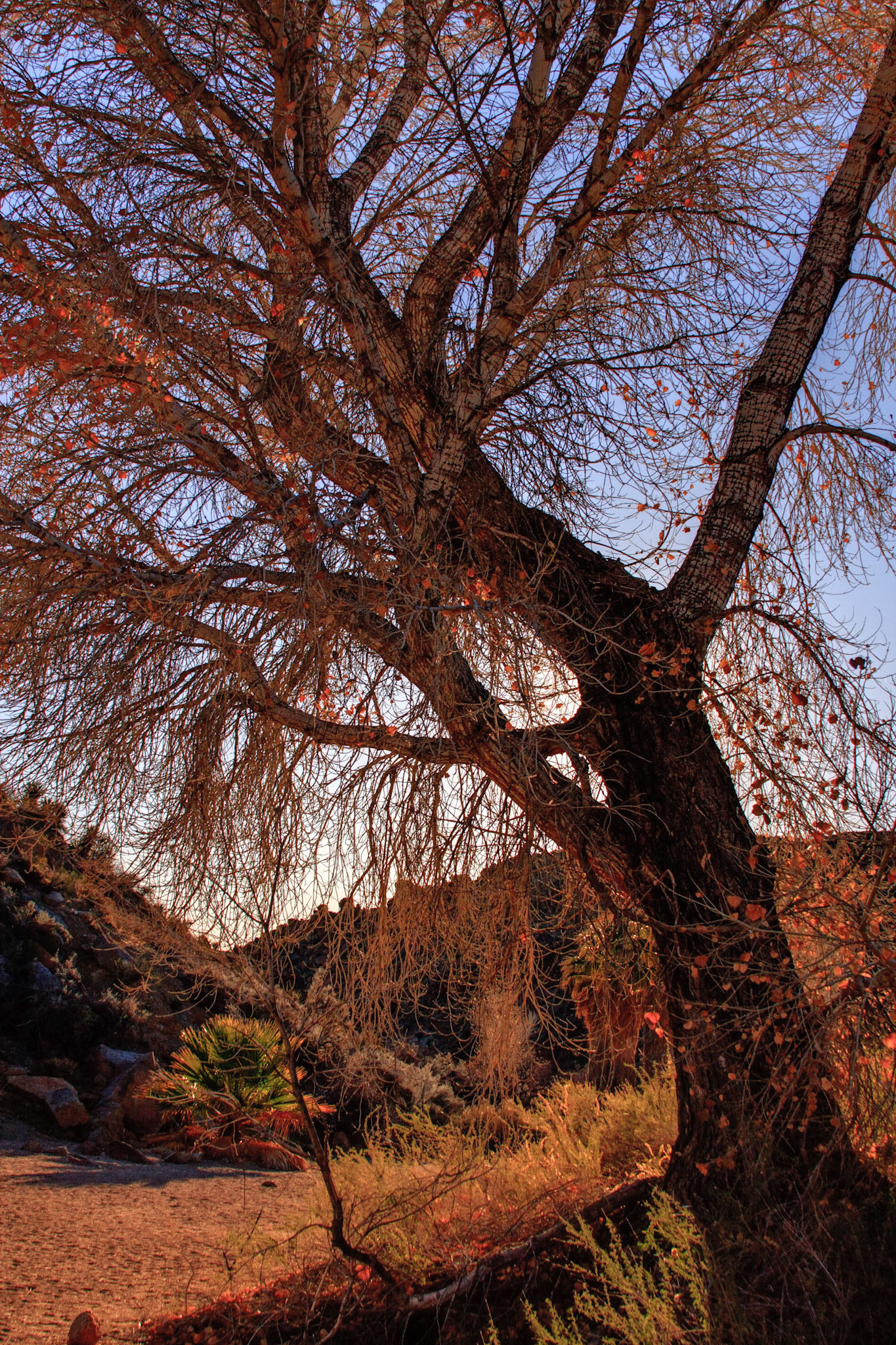 Springs in the Desert
