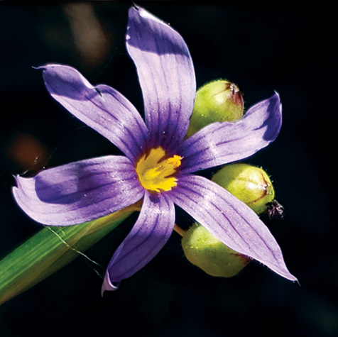 Blue-Eyed Grass